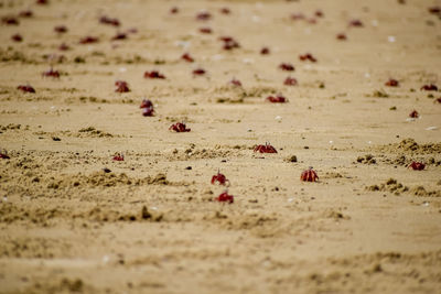 Surface level of sand on beach with lots and lots of red colored crabs crawling here and there. 