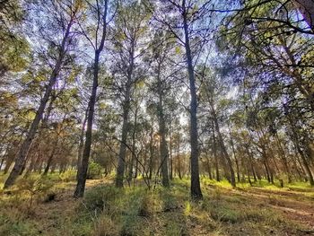 Trees on field in forest against sky