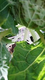 Butterfly on leaf