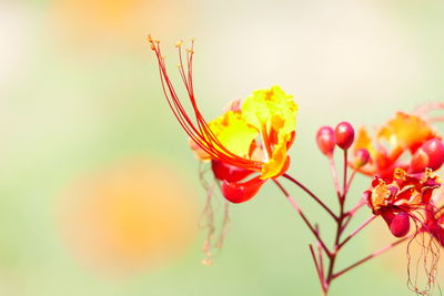 Close-up of red flower