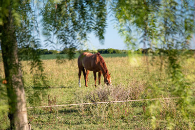 Horse grazing in a field