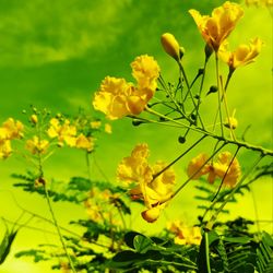 Close-up of yellow flowering plant on field