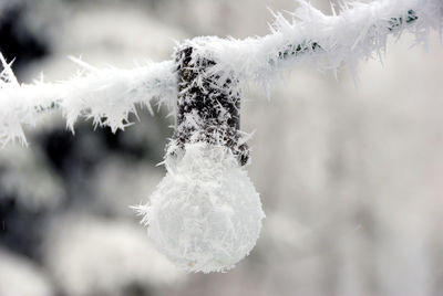 Close-up of snow on plant