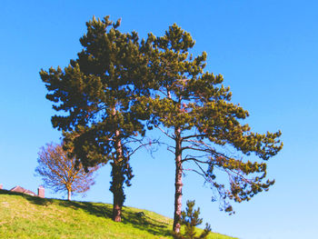 Low angle view of trees against clear blue sky