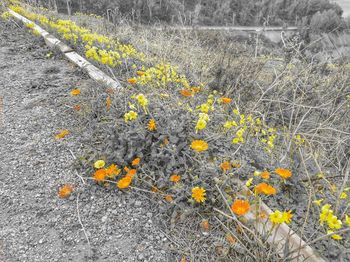 Close-up of yellow flowers blooming in field