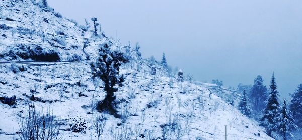 Snow covered pine trees against clear sky