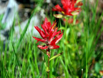 Close-up of red flower