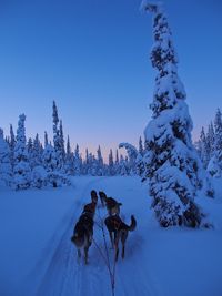 Dog on snow covered land against sky