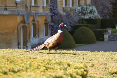 View of a bird on field