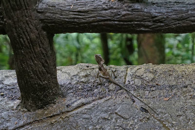 Close-up of lizard on tree trunk