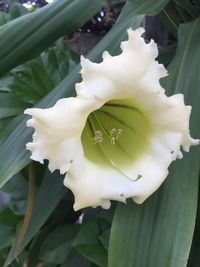 Close-up of white flowering plant