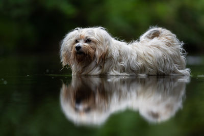 Portrait of dog