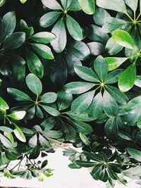 High angle view of potted plant