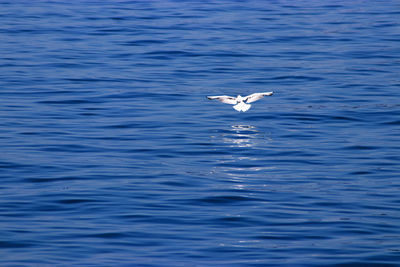 Seagull flying over the sea