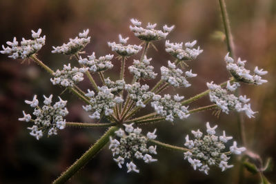 Close-up of  flowering plant