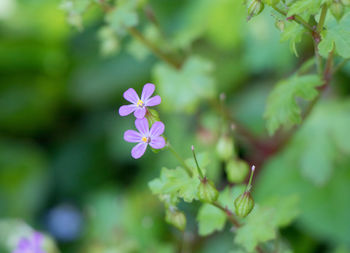 Close-up of flowers blooming outdoors