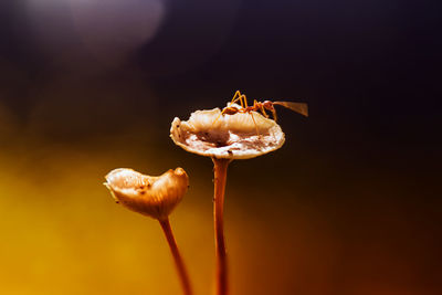 Close-up of ant on bud