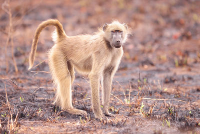 Baboon monkey standing in a field