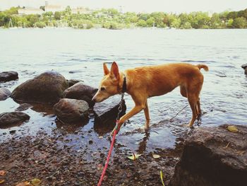 Horse standing on rock by river