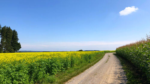 Scenic view of oilseed rape field against sky