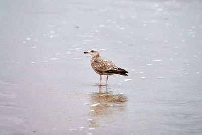 Young yellow-legged gull, larus michahellis, walking on seashore near baltic sea. juvenile seagull