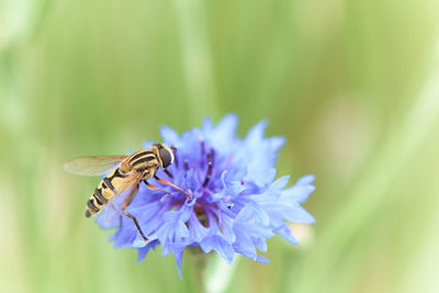 Close-up of bee pollinating on purple flower