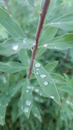 Close-up of wet plant leaves in rainy season