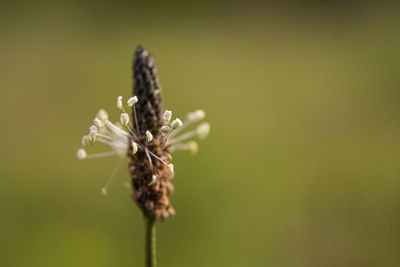 Close-up of insect on plant