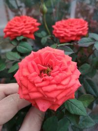 Close-up of hand holding red flowers