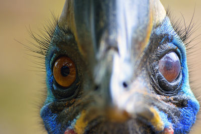 Close-up of owl