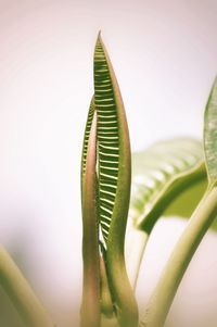 Close-up of green leaf on plant