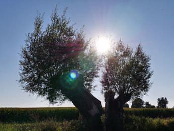 Sun shining through trees on field