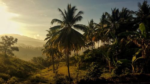 Palm trees against sky during sunset