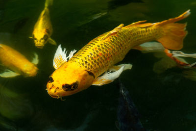 Close-up of fish swimming in sea