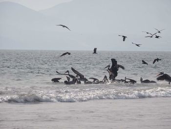 Seagulls flying over sea against clear sky