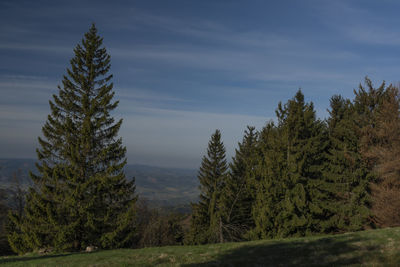 Pine trees on landscape against sky