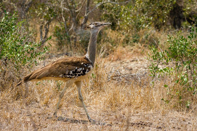 Bird perching on grassy field