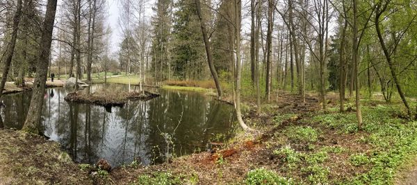 Scenic view of stream amidst trees in forest