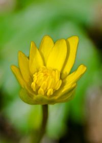 Close-up of yellow flower