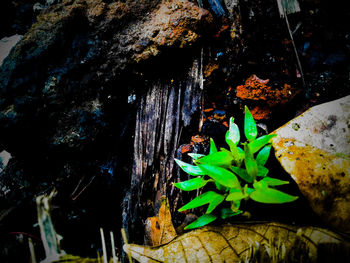 Close-up of lizard on plant