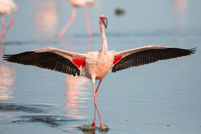 Flamingo with spread wings on water