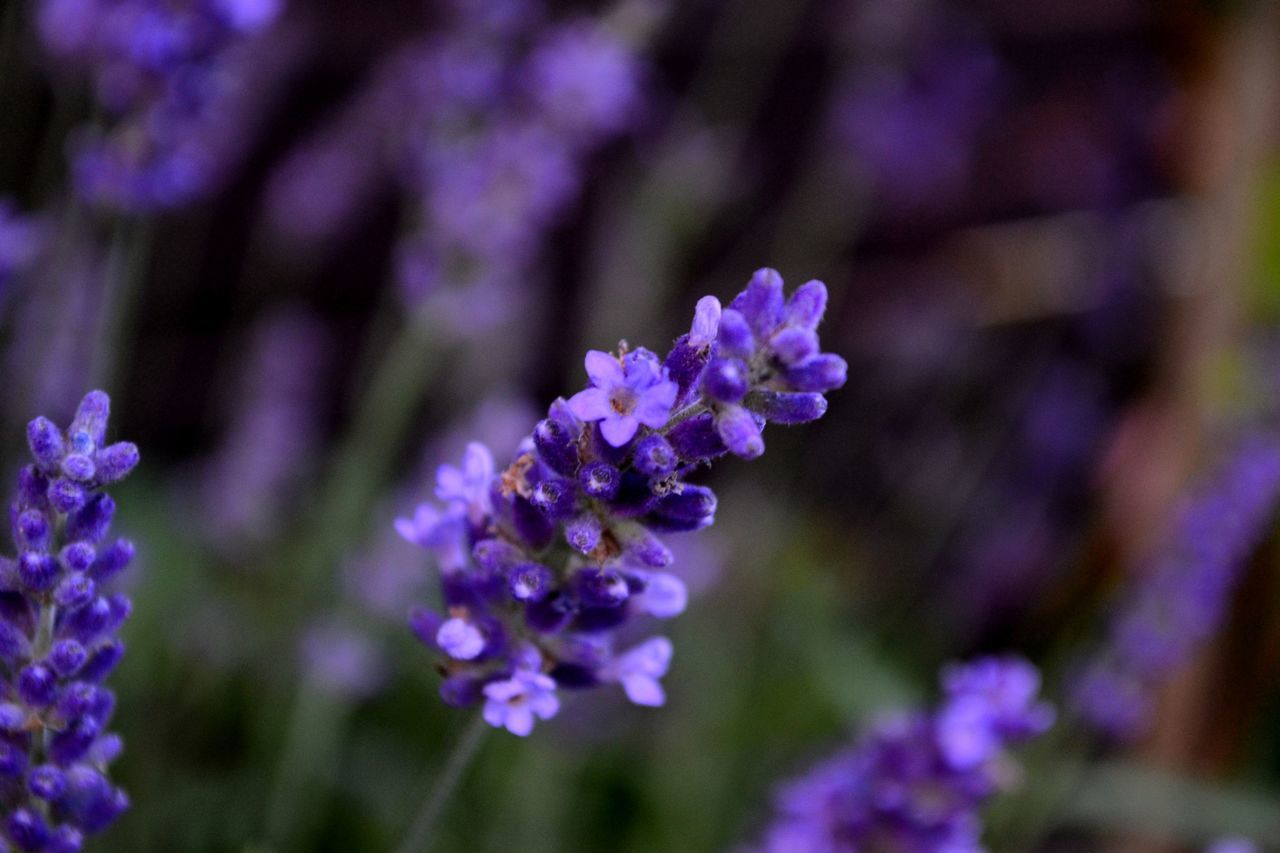 Lavander