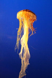 Sea nettle jellyfish swimming in aquarium