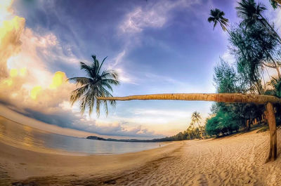 Palm trees on beach against sky