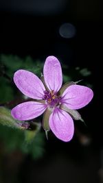 Close-up of purple flower