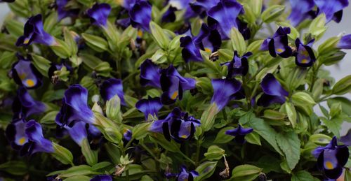 Close-up of purple flowering plants on field