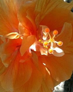 Close-up of orange flowers