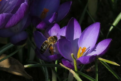 Close-up of bee pollinating on purple flower