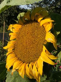 Close-up of yellow sunflower blooming outdoors