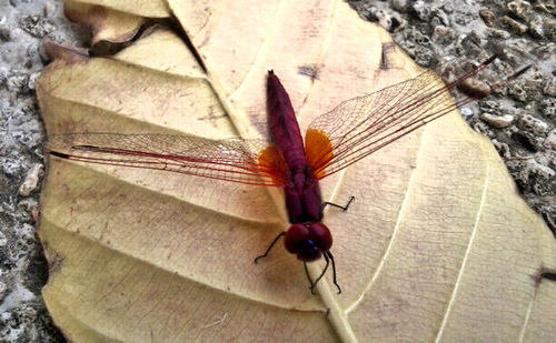 Close-up of butterfly on tree trunk